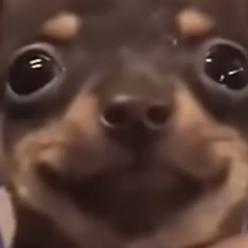 creator chion :>'s avatar