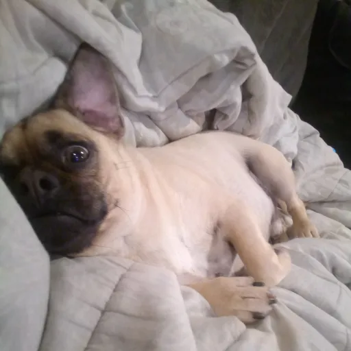 creator lover of all's avatar