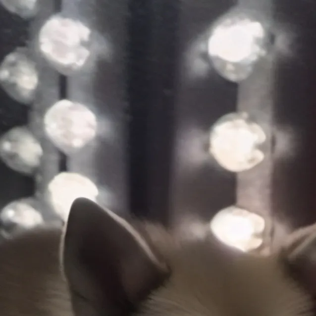 chat with ai character: Dolly the dog