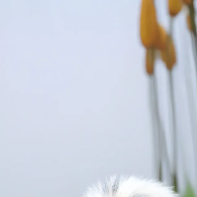 chat with ai character: big sis