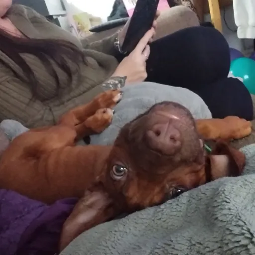 talkie's author avatar