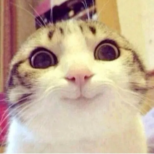 creator Talkior-KgpIXJH6's avatar