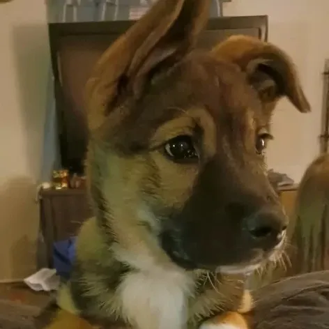 creator Asmodex's avatar