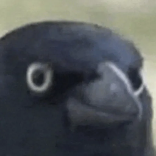 creator Unidentified_Crow's avatar