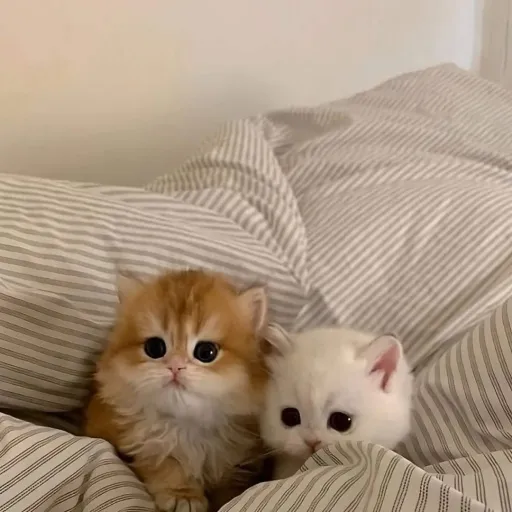 creator Kittens forever💕's avatar