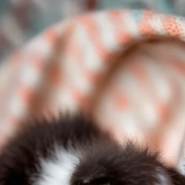 chat with ai character: kitten