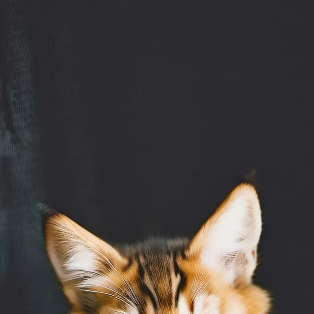 chat with ai character: mama cat