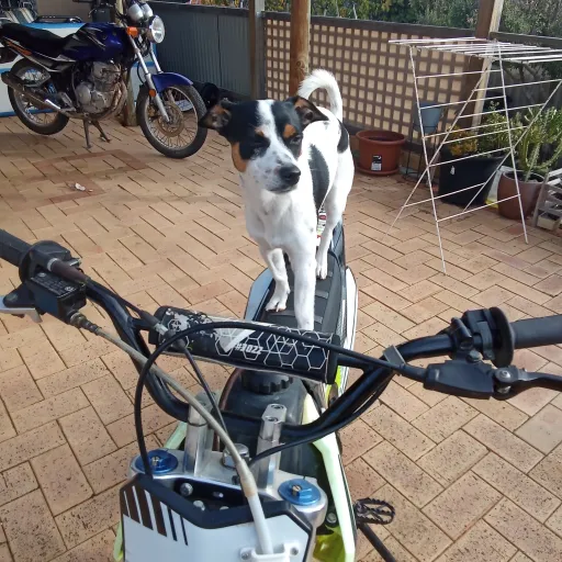 creator DirtbikerGirl🏍️🇦🇺's avatar