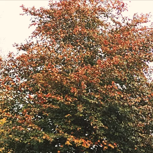 creator JENNA_ROSIE_YANXI's avatar