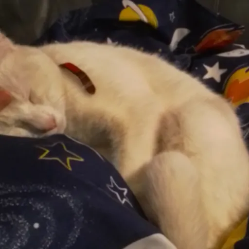 creator suisuii's avatar