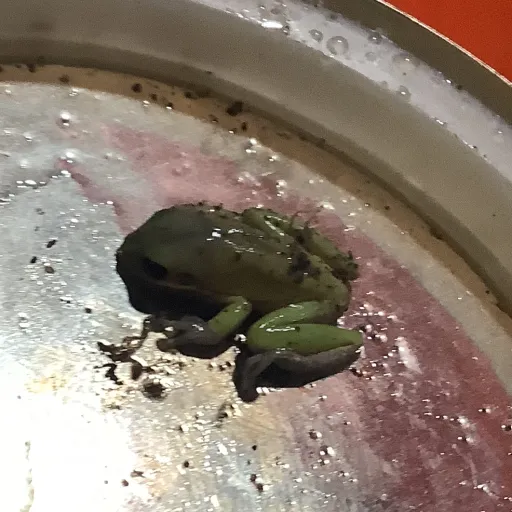 creator Croaky's avatar