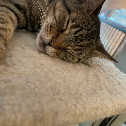 creator ZippityZap's avatar