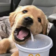 creator 𝕃𝕚𝕝𝕪♡૮₍'s avatar