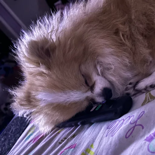 talkie's author avatar