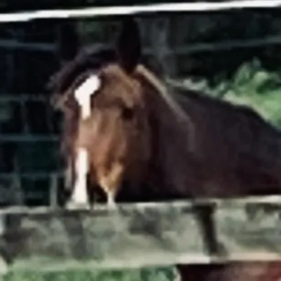 creator Red0Panda's avatar