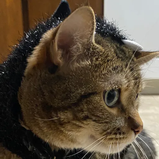 creator Tonkotu's avatar