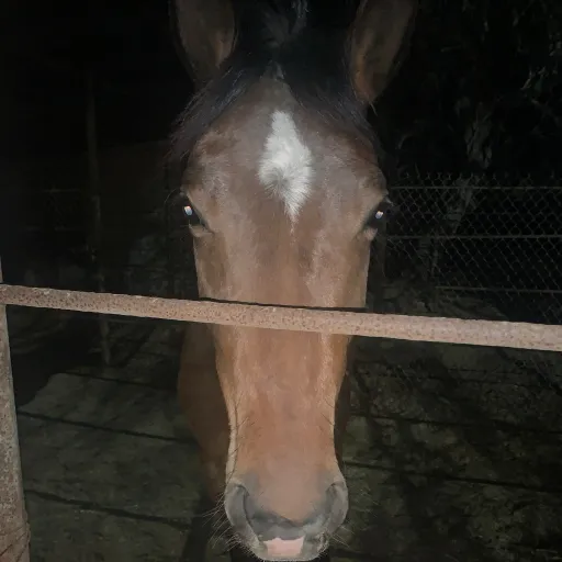 creator Alec.r's avatar