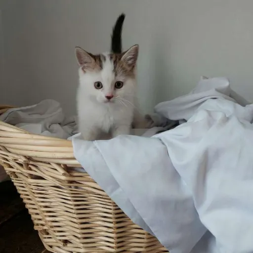 creator Unique121's avatar