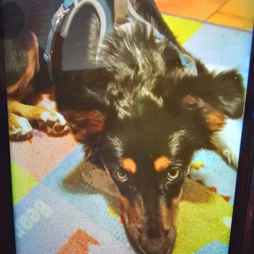 creator Stormy_767_'s avatar