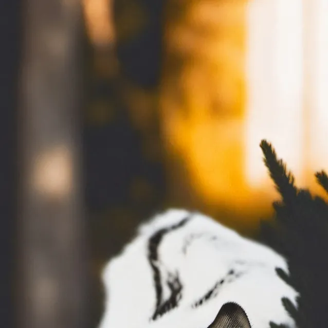 chat with ai character: fluffy