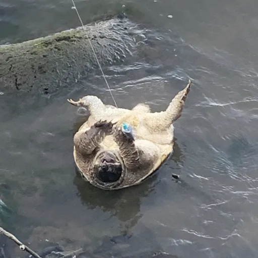 creator ♠Grace♠'s avatar