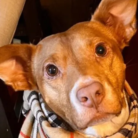 talkie's author avatar