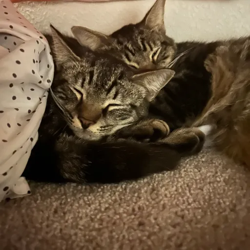 talkie's author avatar