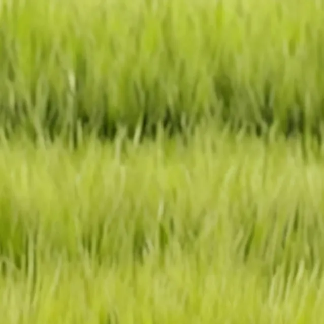 chat with ai character: Grass