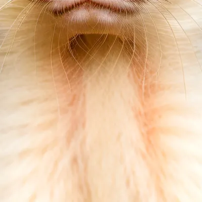 chat with ai character: A WHITE FERRET 