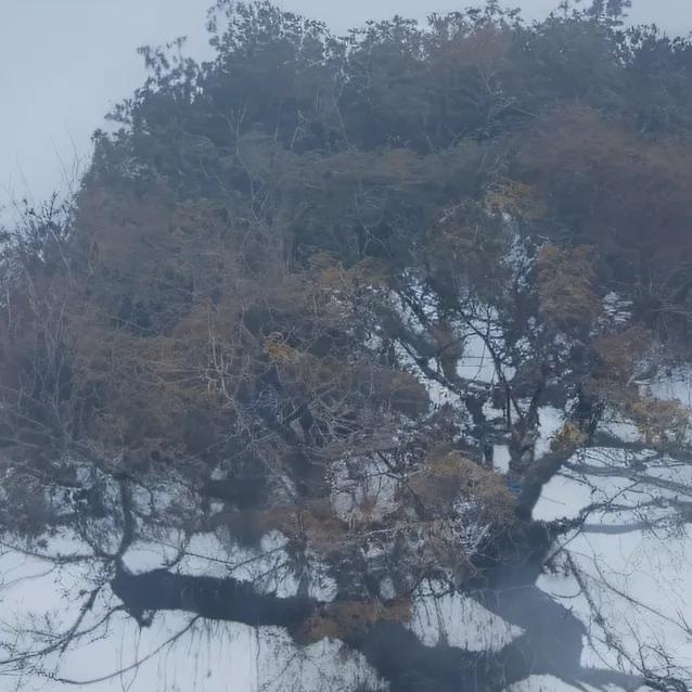 chat with ai character: Fairy rp