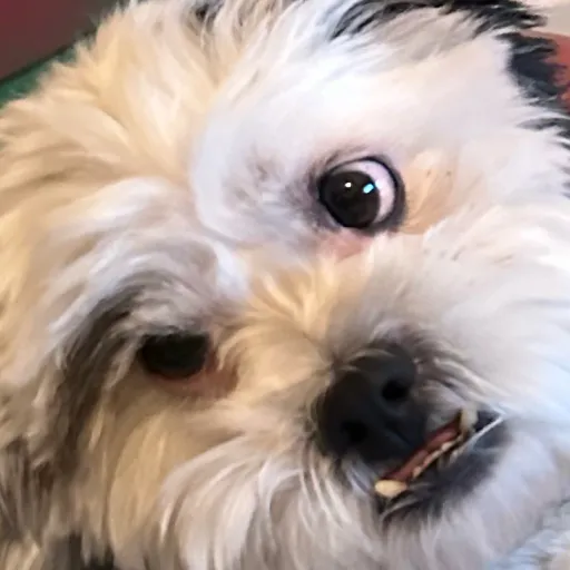 talkie's author avatar