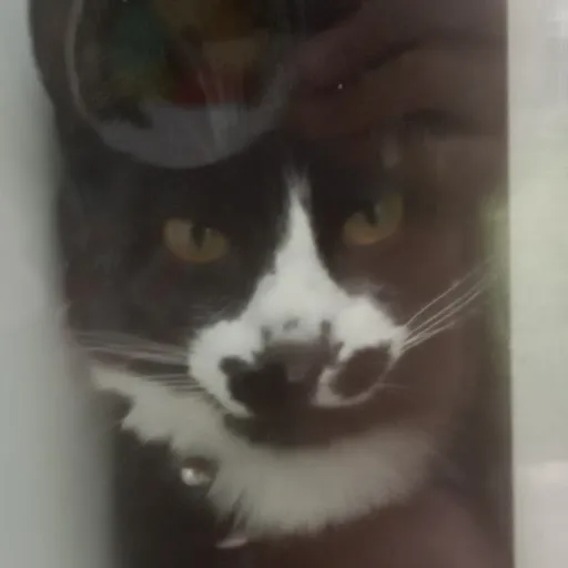 creator catlover3982's avatar