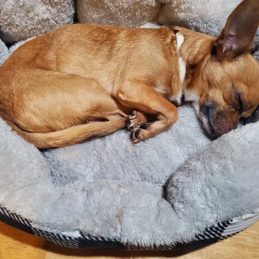 creator angel dust toots's avatar