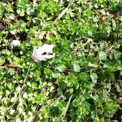 creator Idontknowanynames✅'s avatar