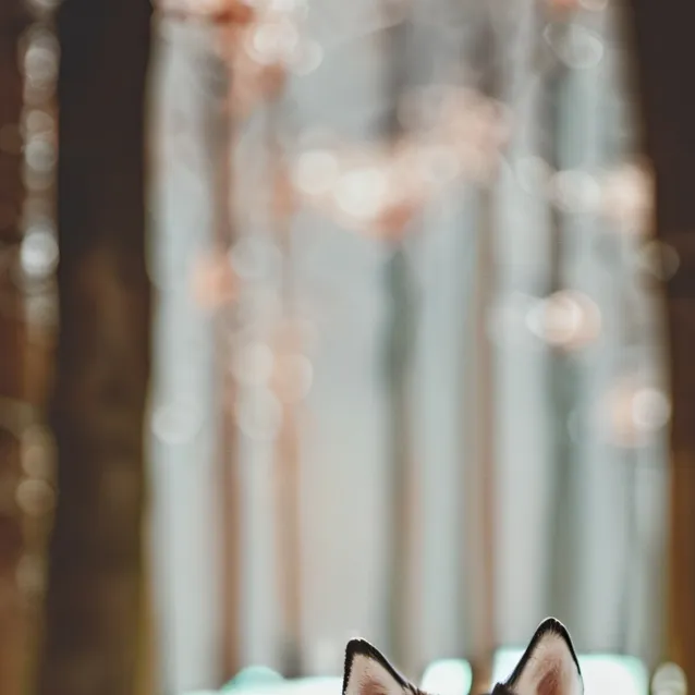 chat with ai character: tusk