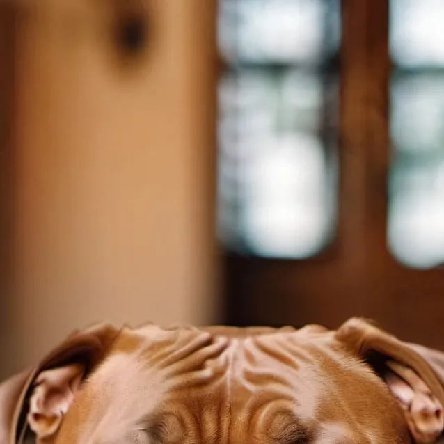 chat with ai character: Romeo