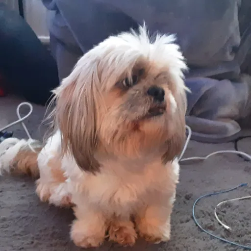 talkie's author avatar