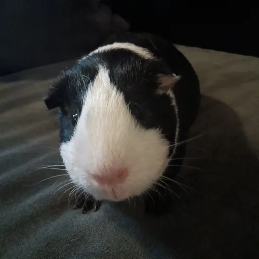 talkie's author avatar