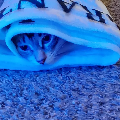 talkie's author avatar