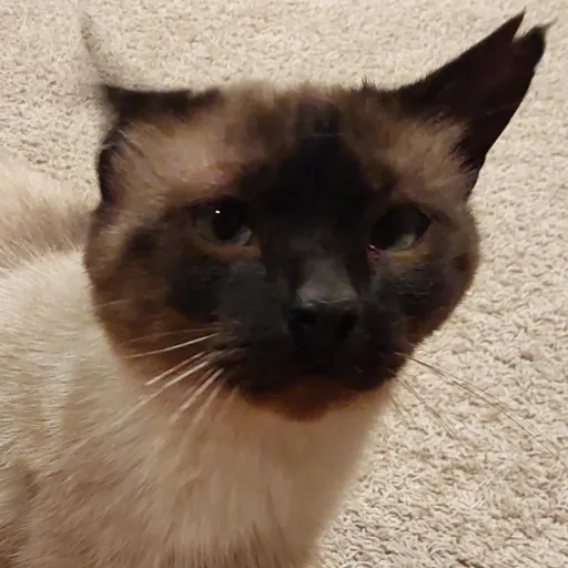 creator Siamese Cat!'s avatar