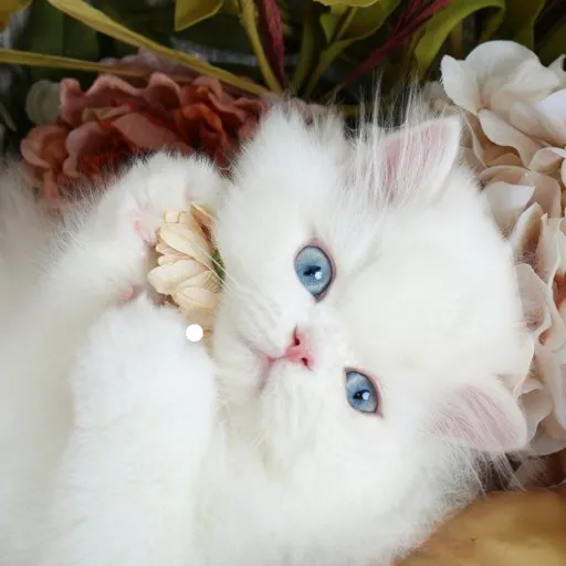 creator HI MUAH MY BADDIES's avatar