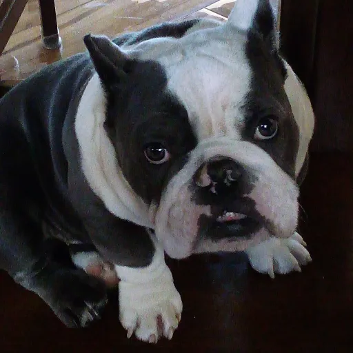 creator Bill Nye the spy 🤨's avatar