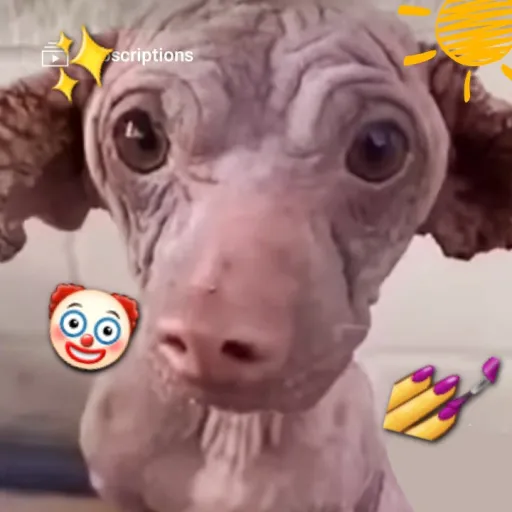 creator KittyKat6972's avatar