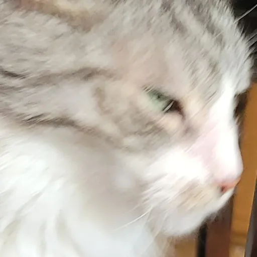 creator Shivaa's avatar