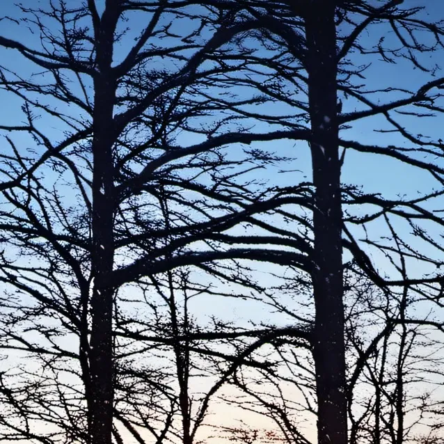 chat with ai character: The Forest kitten