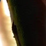 chat with ai character: gerthrude 