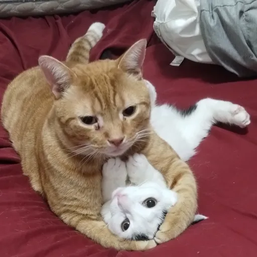 creator Duste's avatar