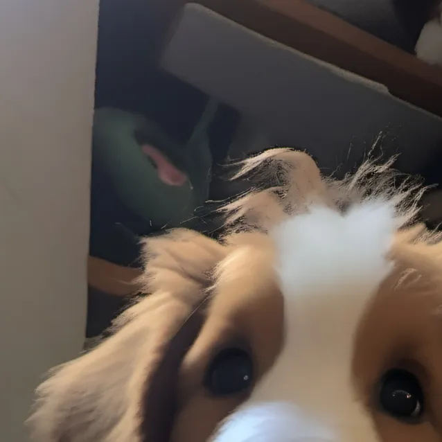 chat with ai character: woof