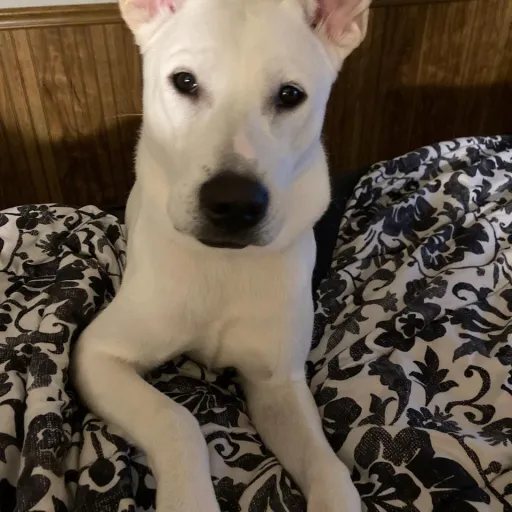 creator Talkior-s6L4BxYa's avatar