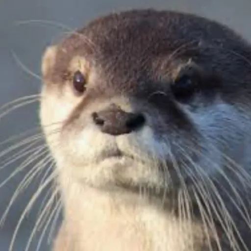 creator Angel gods baby's avatar